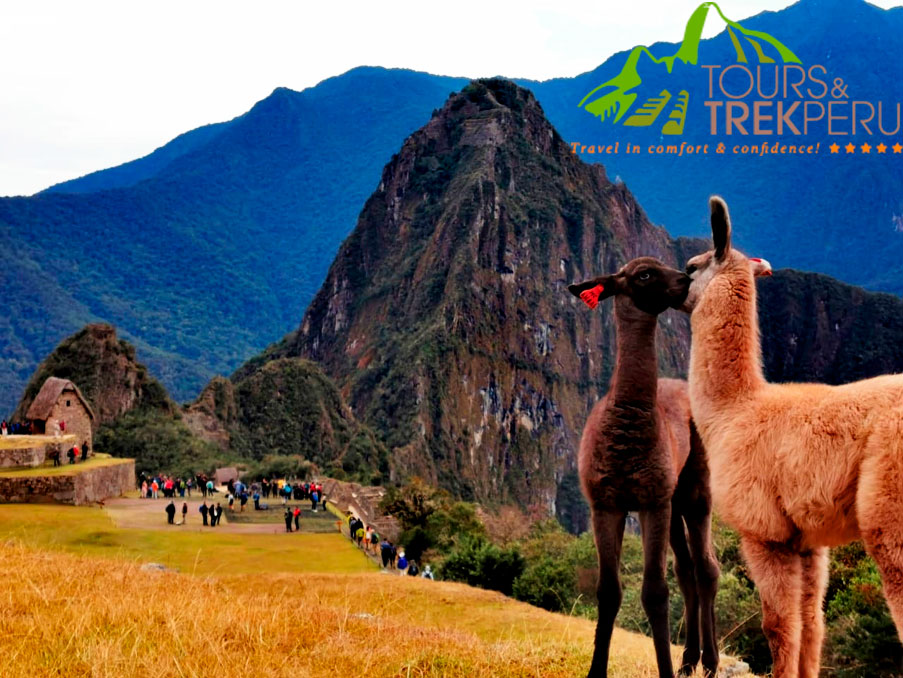 llamas-en-machu-picchu