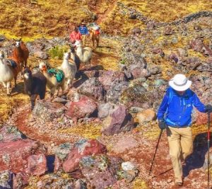 Read more about the article EXPRESS INCA TRAIL TO MACHU PICCHU AND LARES LLAMA ADVENTURE 8D/7N